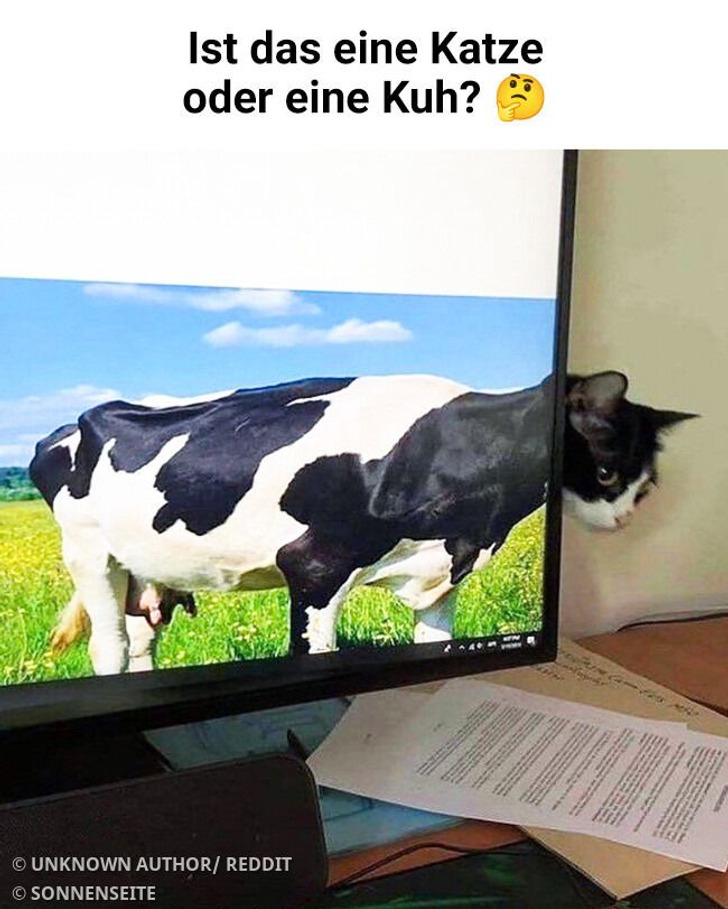 15 zufällig entstandene Fotos, die definitiv nicht das sind, wonach sie aussehen