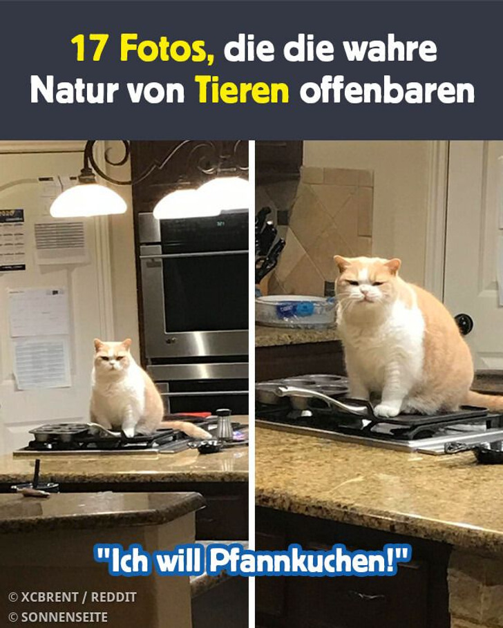 17 Fotos, die die wahre Natur von Tieren offenbaren