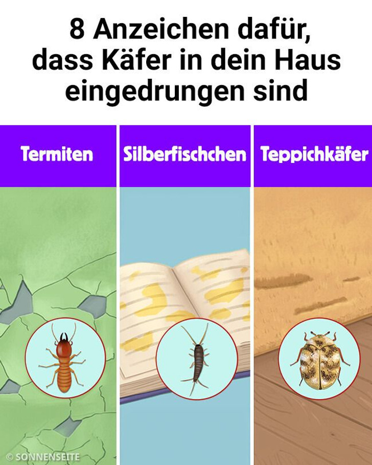 8 Anzeichen dafür, dass Käfer in dein Haus eingedrungen sind
