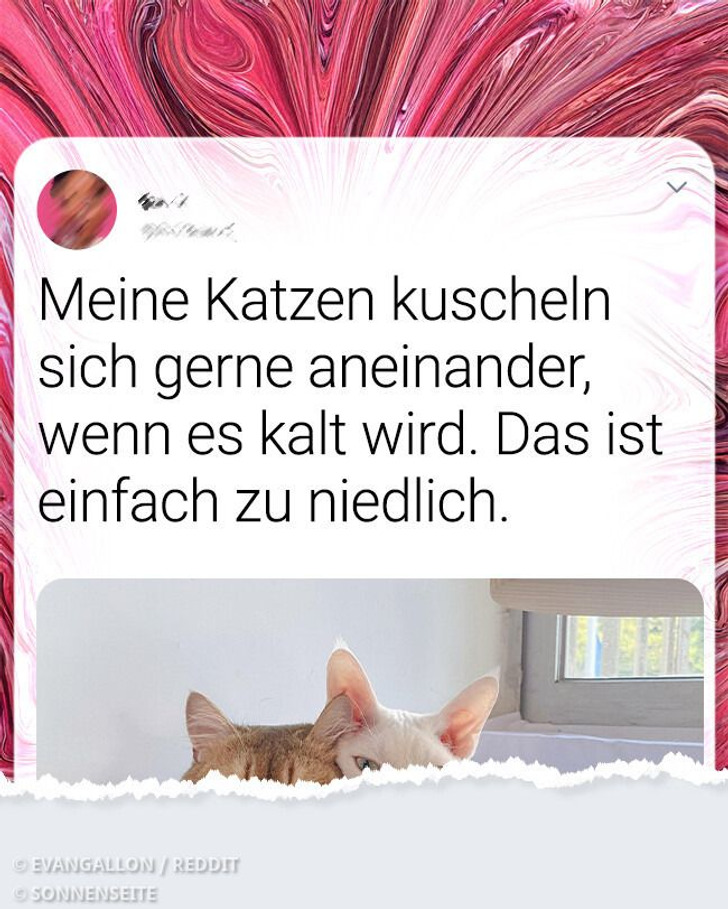 15 Bilder, die dein Herz schmelzen lassen werden