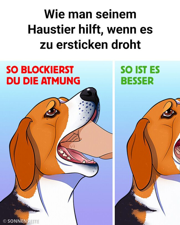 Wie man seinem Haustier hilft, wenn es zu ersticken droht