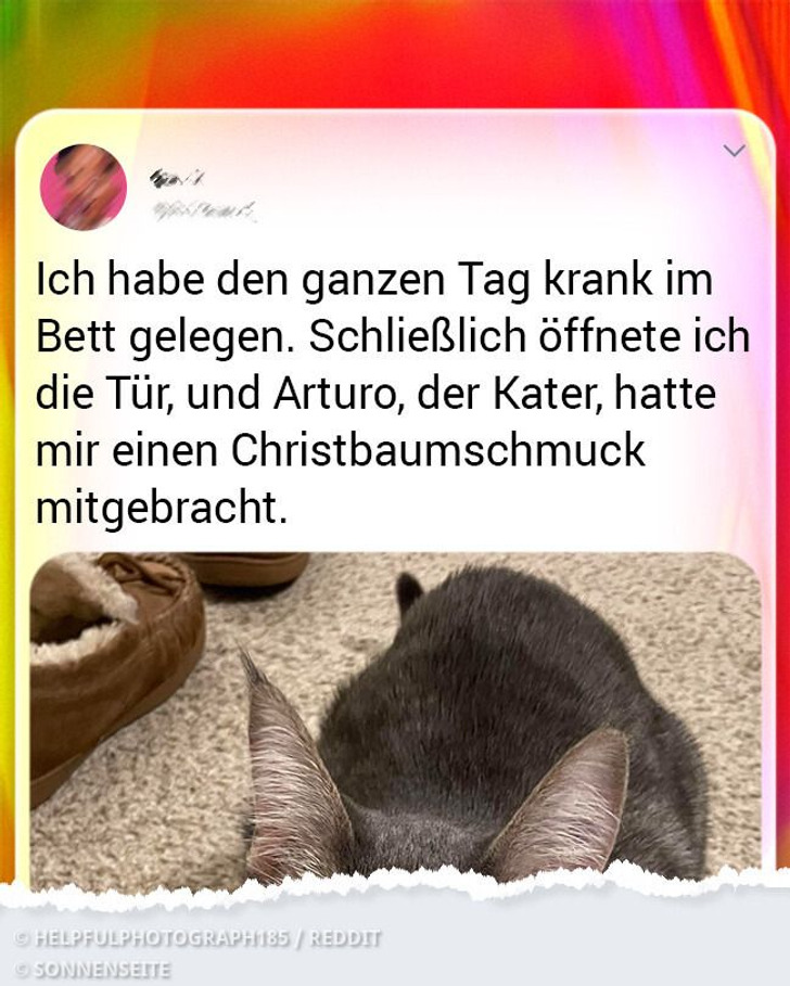 20 Haustiere, die zeigen, dass auch unsere Vierbeiner sich rührend um uns kümmern können