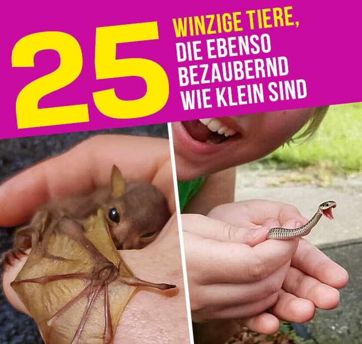 25 winzige Tiere, die ebenso bezaubernd wie klein sind