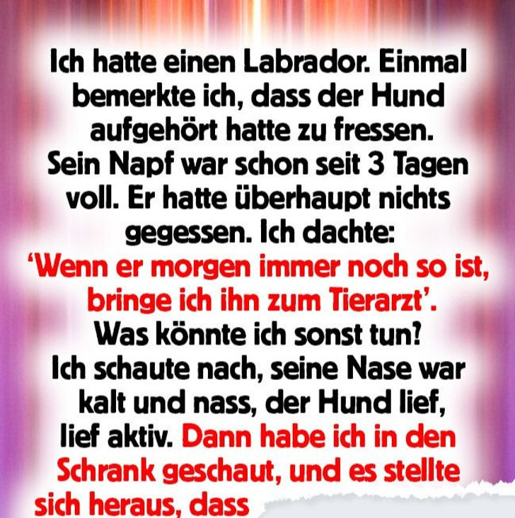 14 Geschichten, die beweisen, dass Hunde ein wahres Geschenk an die Menschheit sind