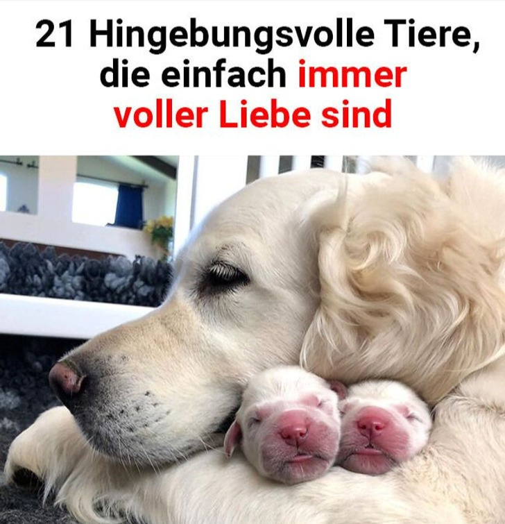 21 Hingebungsvolle Tiere, die einfach immer voller Liebe sind