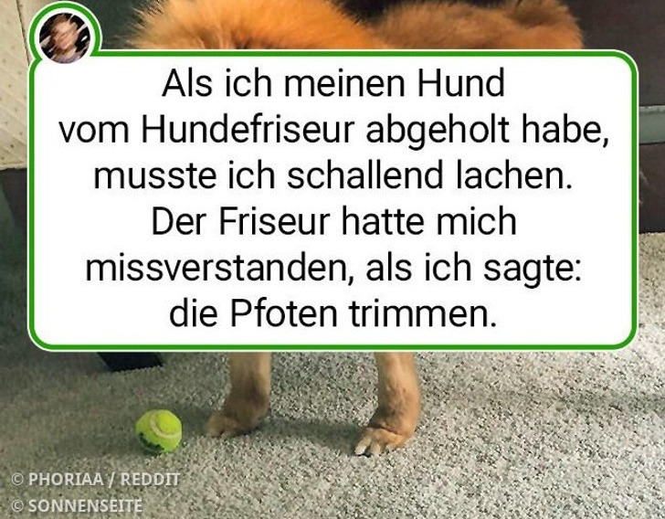 19 Haustiere mit einer witzigen neuen Frisur