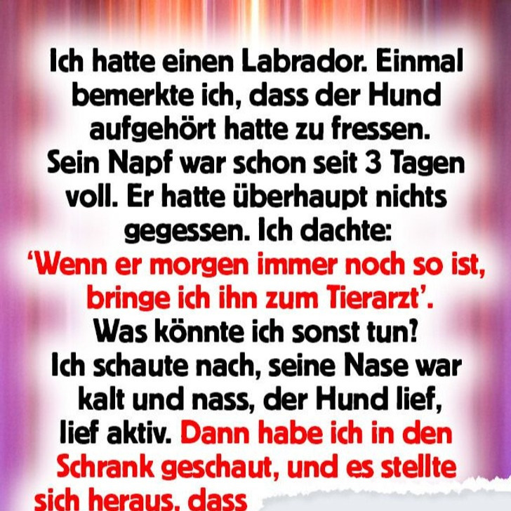 14 Geschichten, die beweisen, dass Hunde ein wahres Geschenk an die Menschheit sind